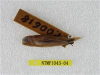 藏品(東方豹魴鮄 )的圖片